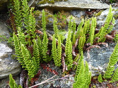Polystichum orbiculatum