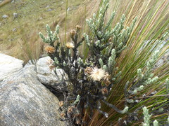 Diplostephium lanatum