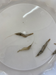 Penaeus aztecus