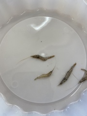 Penaeus aztecus