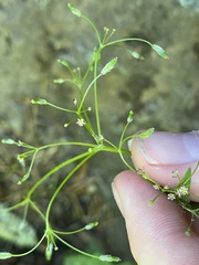 Osmorhiza purpurea