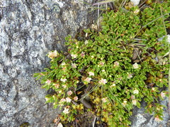 Muehlenbeckia volcanica