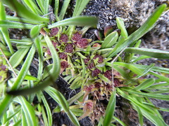 Valeriana belonantha