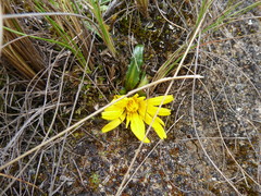 Hypochaeris sessiliflora