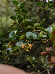 Citharexylum dentatum