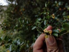 Citharexylum dentatum