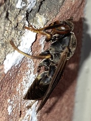 Polistes fuscatus