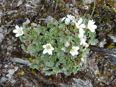 Geranium sibbaldioides
