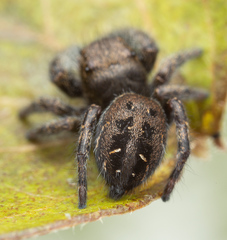 Phidippus olympus