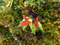 Castilleja nubigena