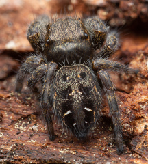 Phidippus olympus