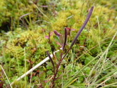 Epilobium denticulatum