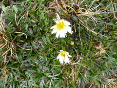 Hypochaeris taraxacoides