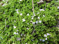 Clinopodium nubigenum