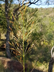 Chrysopogon serrulatus