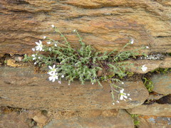 Drymaria stereophylla