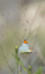 Anthocharis cethura morrisoni