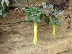 Salpichroa glandulosa