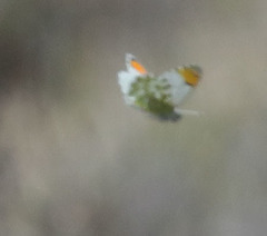 Anthocharis cethura morrisoni