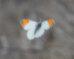 Anthocharis cethura morrisoni