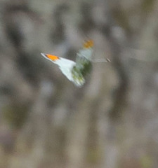 Anthocharis cethura morrisoni