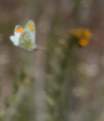 Anthocharis cethura morrisoni