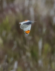 Anthocharis cethura morrisoni