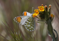 Anthocharis cethura morrisoni
