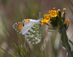 Anthocharis cethura morrisoni