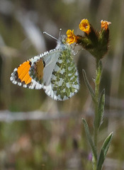 Anthocharis cethura morrisoni