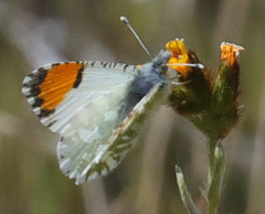 Anthocharis cethura morrisoni