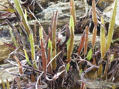 Elaphoglossum mathewsii