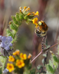 Anthophora crotchii