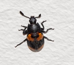 Episcapha quadrimacula