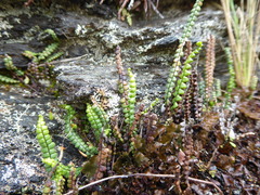 Melpomene moniliformis