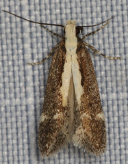 Aroga paraplutella