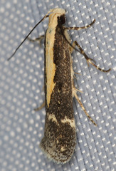 Aroga paraplutella