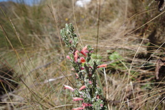Clinopodium sericeum