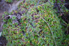 Azorella multifida