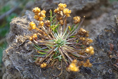 Plantago lamprophylla