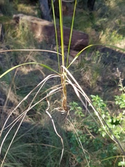 Chrysopogon serrulatus