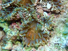 Heteractis