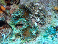 Heteractis