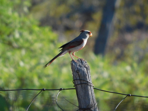 Pyrrhuloxia