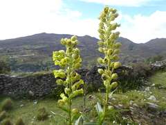 Nicotiana thyrsiflora