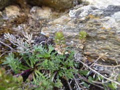 Lepidium bipinnatifidum