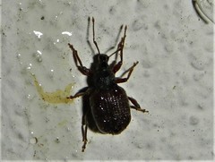Otiorhynchus cribricollis