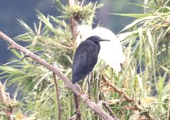 Egretta ardesiaca