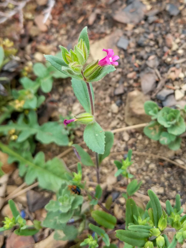 Bolander's monkeyflower (Diplacus bolanderi)