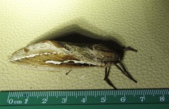 Abantiades labyrinthicus